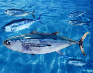 Tuna fish in school